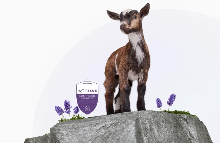 Goat standing on rocky outcrop with TELUS security shield logo