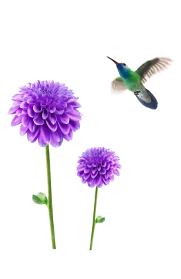 A hummingbird flying toward two purple flowers.