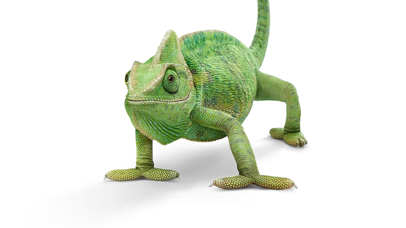 A green chameleon.