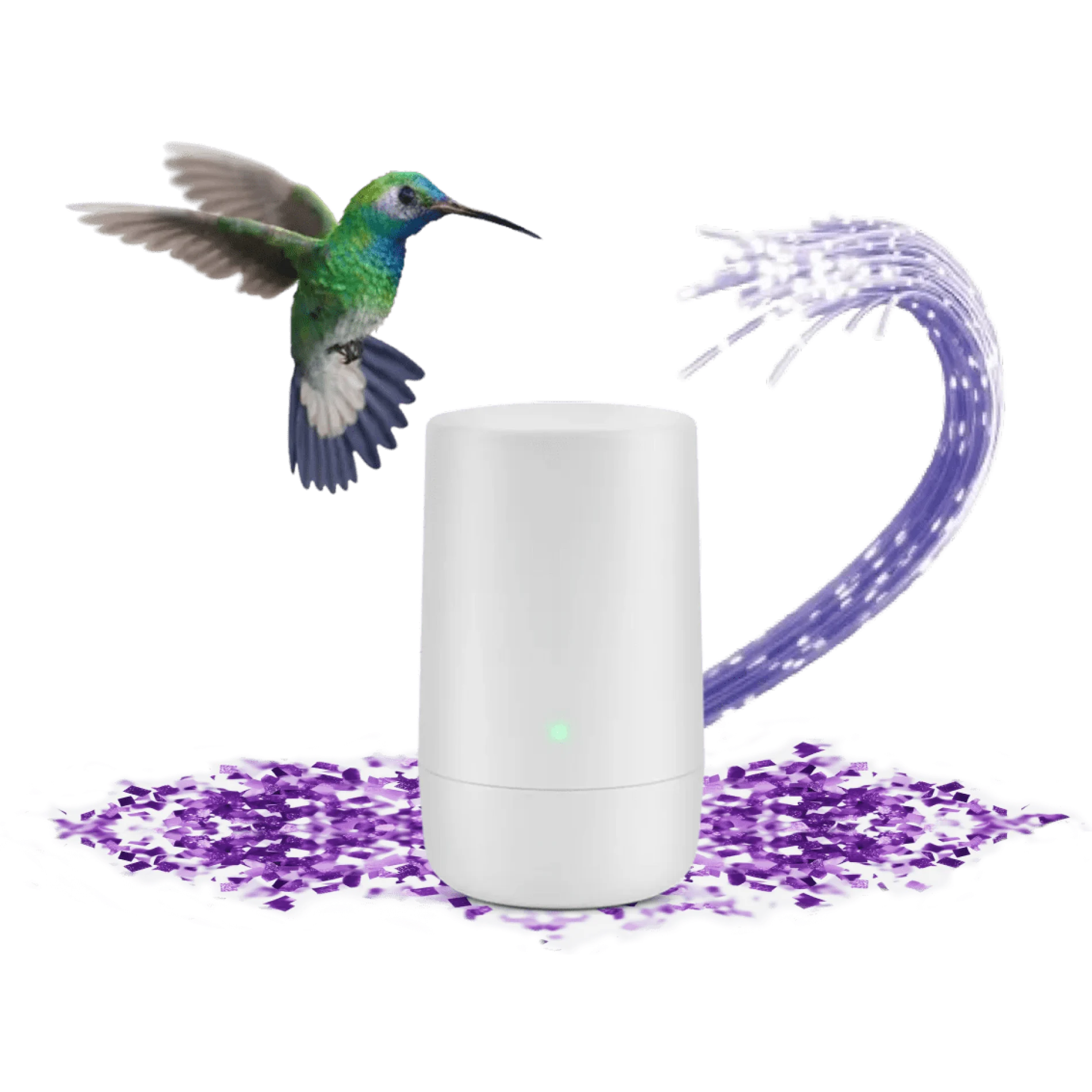 A hummingbird hovering over a TELUS modem. The modem is sitting on a bed of purple confetti.