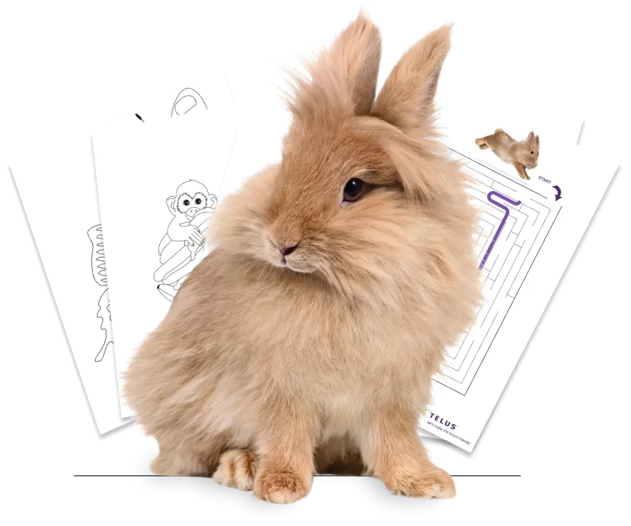 A brown rabbit standing in front of colouring pages