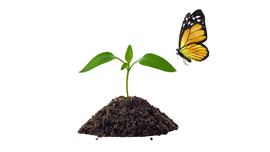 A plant begins sprouting out of the ground as a butterfly flutters nearby.