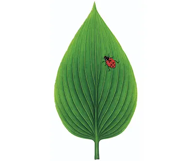 1 Ladybug Hosta Leaf m