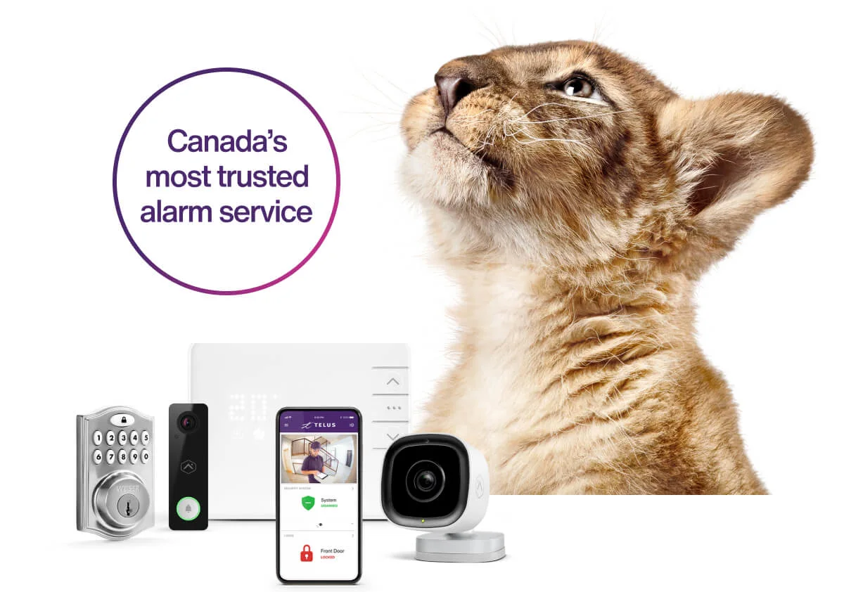 A lion looks up surrounded by SmartHome Security home alarm monitoring from Canada’s most trusted alarm service.