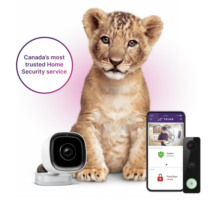 A lion looks up surrounded by SmartHome Security home alarm monitoring from Canada’s most trusted alarm service.