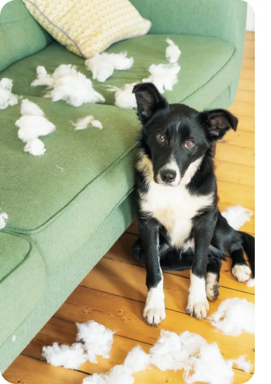 Chien s’amusant avec un jouet en peluche près d’un canapé. 