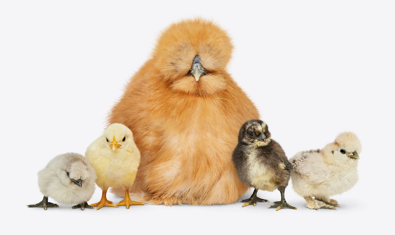 A family of one chicken with four chicks