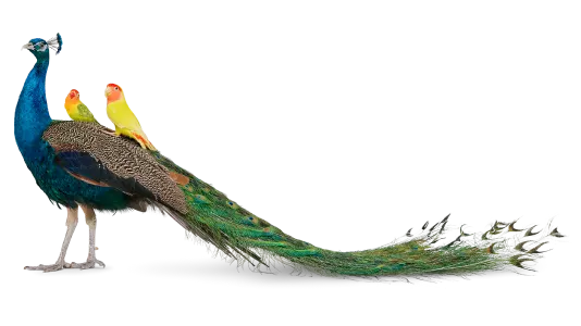 A peacock carrying two smaller birds on its back.