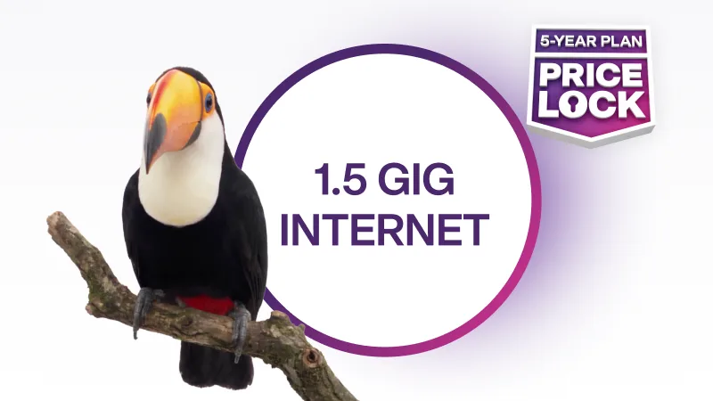 Toucan on a branch next to text reading "1.5 GIG INTERNET" and a "5-YEAR PLAN PRICE LOCK" badge.