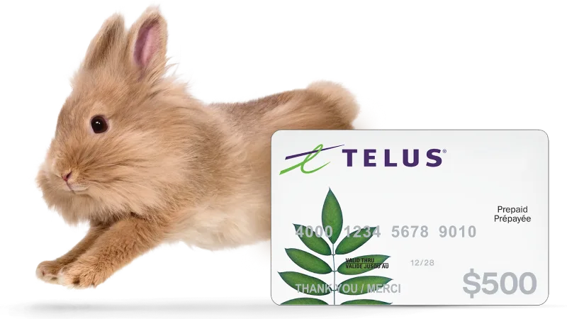 Un lapin brun court à côté d'une carte-cadeaux prépayée TELUS de 500 $.