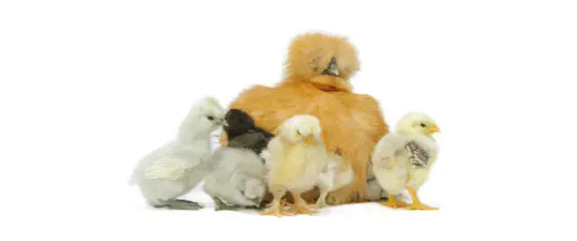 Une image montrant une famille d’oiseaux.