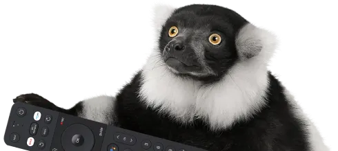 A TELUS lemur holding a TV control.