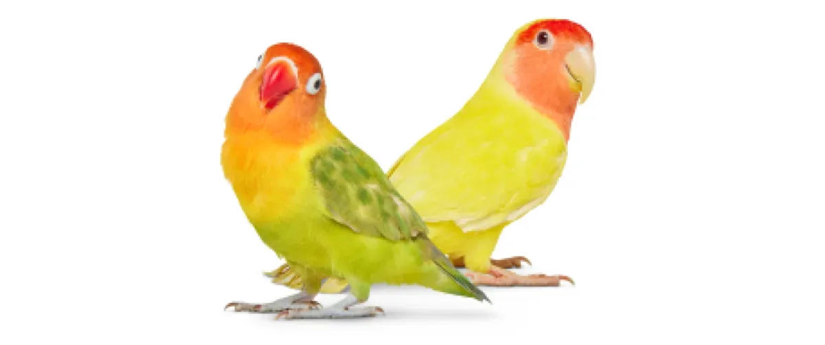 An image showing two love birds.