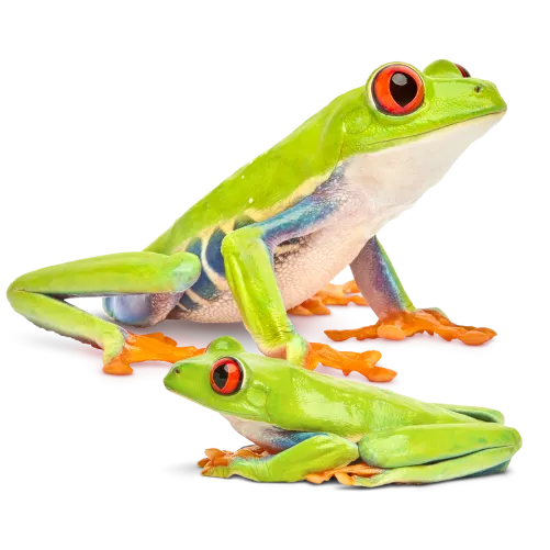 Two Tree frogs looking in opposite directions sitting against a white background.