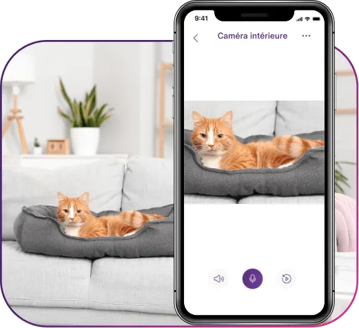 Un téléphone intelligent affichant l'application Maison connectée+ avec une caméra intérieure montrant un chat assis au sol.