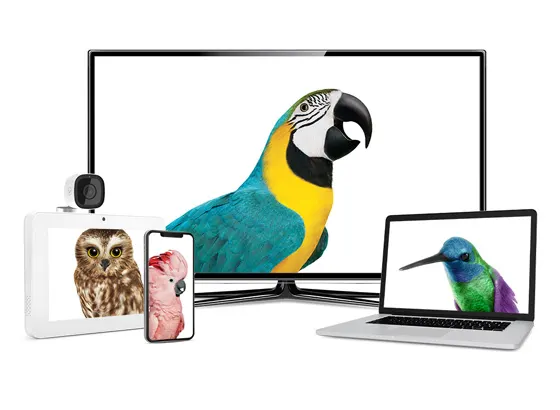 4 TELUS Critters - An owl, a yellow macaw, a hummingbird and a pink cockatoo are displayed on the screens of a computer monitor, a SmartHome Security panel, a Smartphone and a laptop.