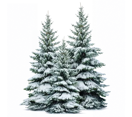 Scenic image of Pura Vida