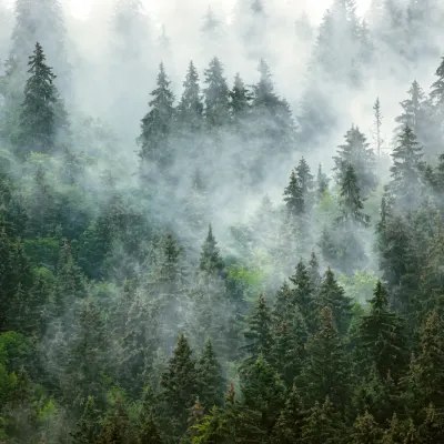 A misty pine forest