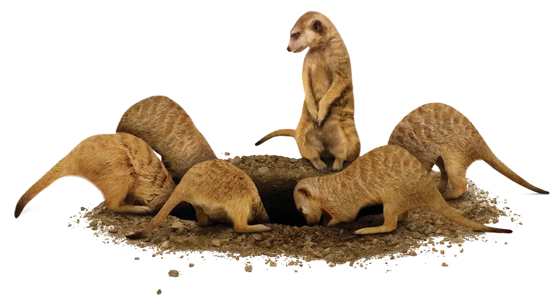 A group of meerkats around a hole in the ground, five are digging in the hole and one is standing up watching the rest.