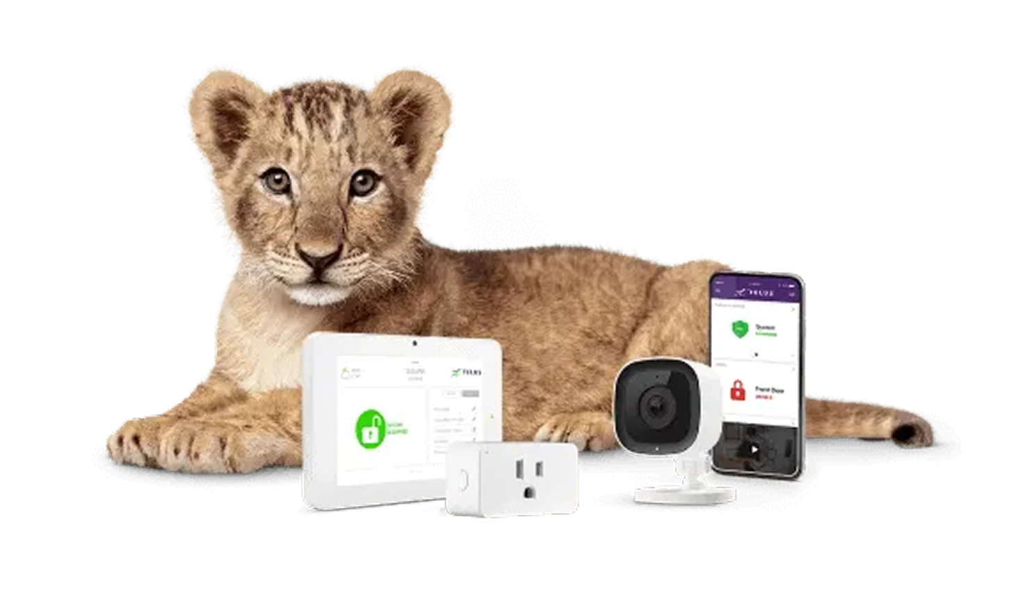 A hippo standing next to a TV, digital box and remote. The TV screen displays the text “Streaming + Live TV + PureFibre from $130 per month”.