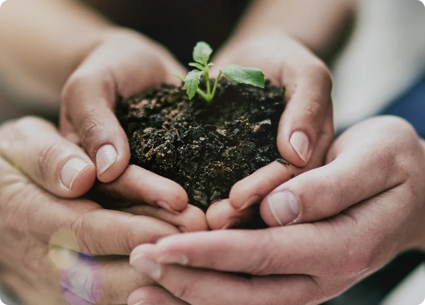 Hands holding a seedling. 