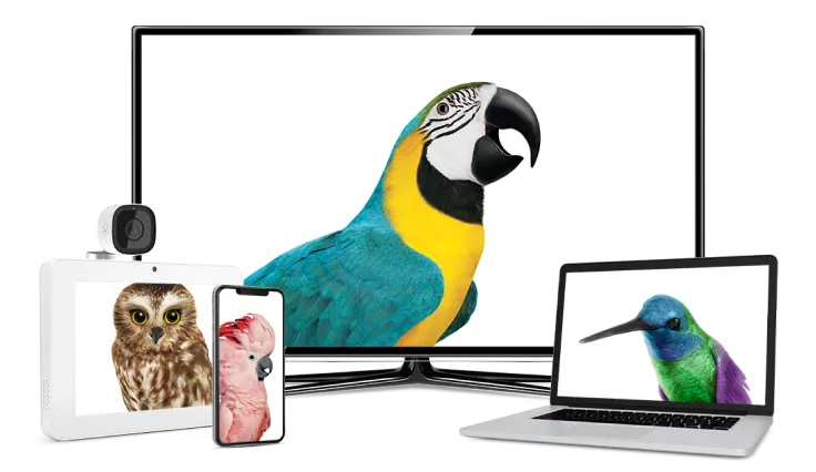 Different devices across your TELUS digital ecosystem — TV, phone, laptop and a ring camera — with various critters on them. 