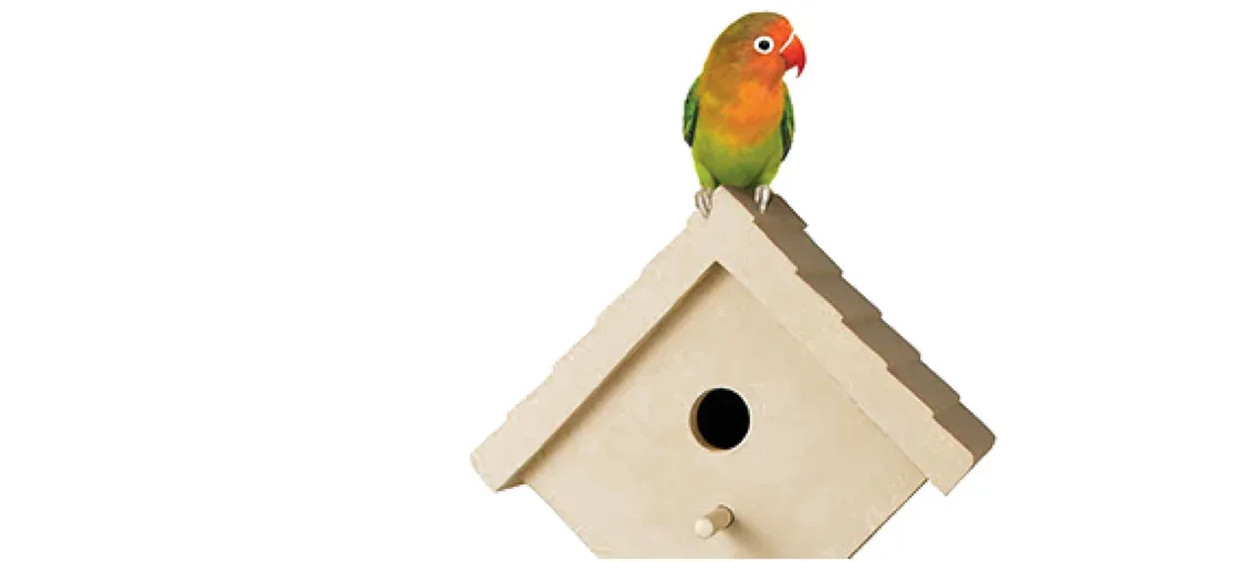 An image showing a parrot sits on top of a bird house.