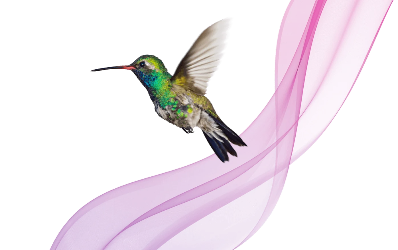 A hummingbird flies in front of an abstract purple background, signifying the speed of TELUS PureFibre internet.