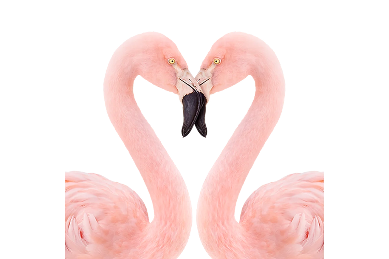 A TELUS Flamingo critter.