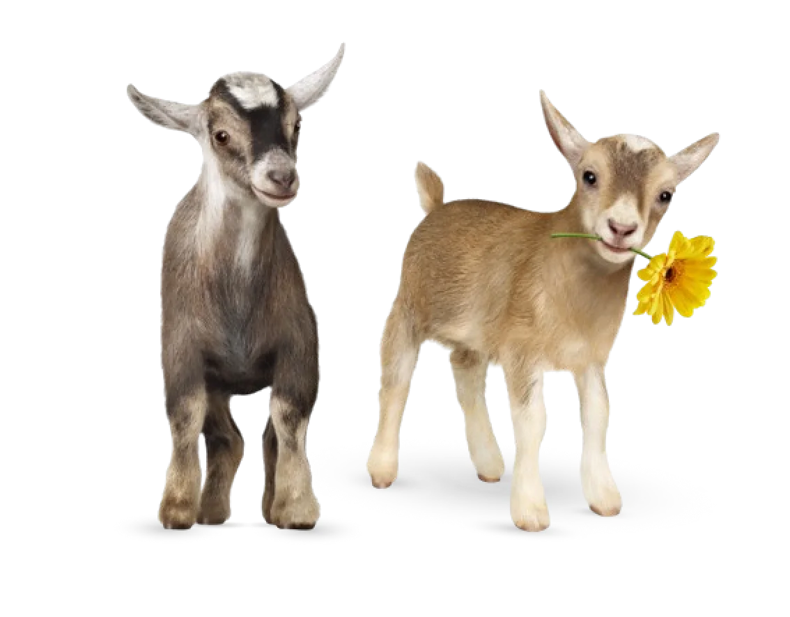 Two baby goats playing with a flower, symbolizing our refer-a-friend program.
