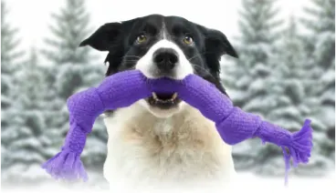 A black and white dog stands infront of trees covered in snow carrying a TELUS purple chew toy in its mouth.