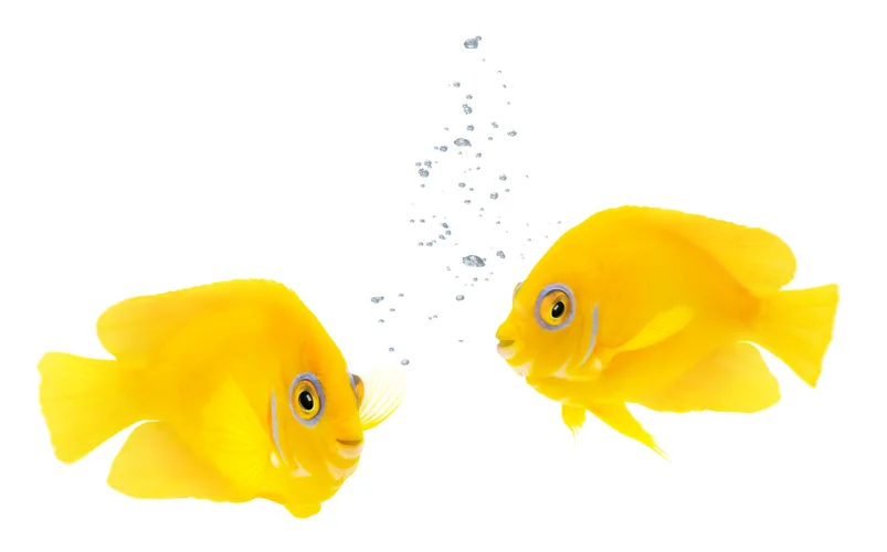 Two bright yellow fish making bubbles while swimming in water.