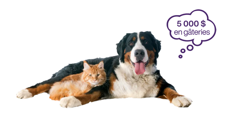 Un chat et un chien assis avec une bulle de pensée au-dessus de leur tête qui dit « 5 000 $ en prix »