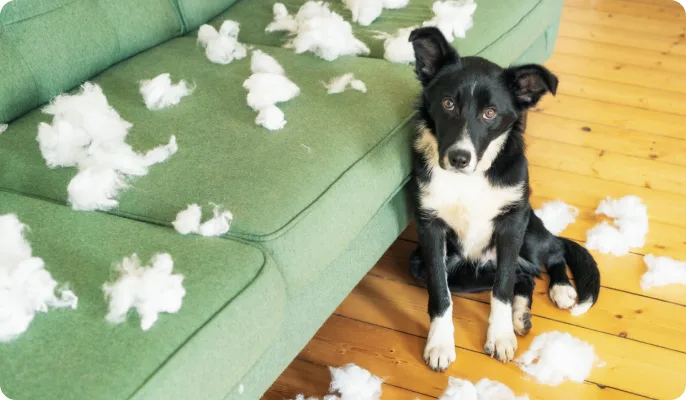 A dog has had some fun with a stuffed toy near the couch. 