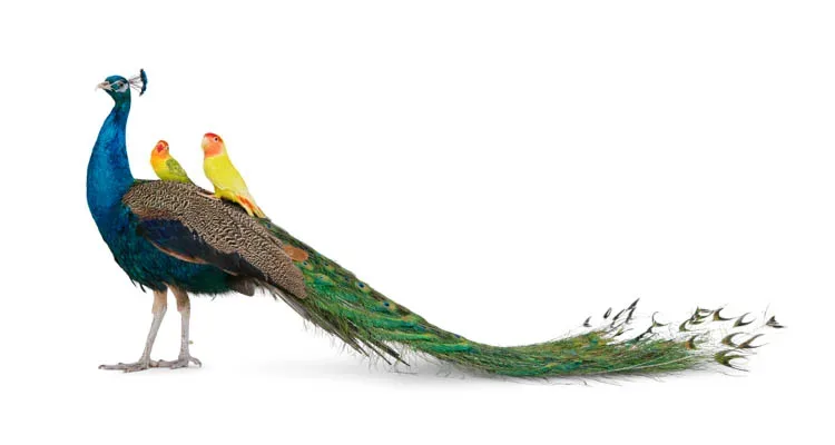 An image showing two love birds at the back of a peacock.