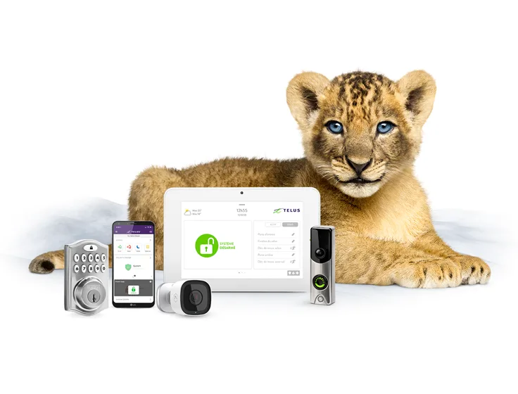 A lion cub stares reassuringly at you. In front of her is a TELUS SmartHome Security bundle.