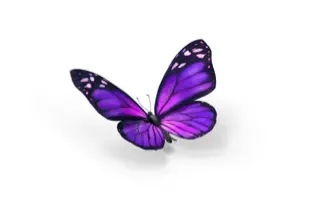 An image showing a purple butterfly.