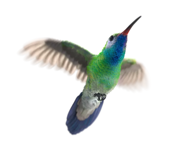 Emerald and blue hummingbird in flight.