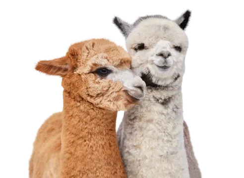 A pair of alpacas standing together, symbolizing TELUS’ commitment to support our communities.  