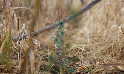 A seedling planted in a site affected by wildfire.