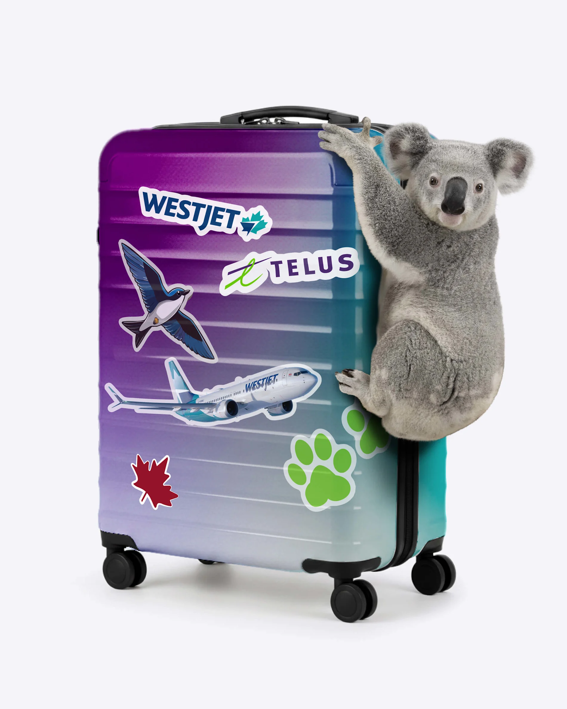 A koala hanging from a purple suitcase. The suitcase is covered with WestJet and TELUS stickers.