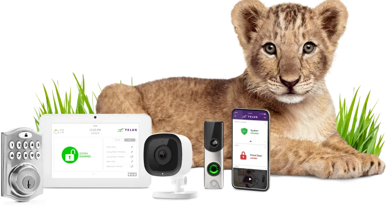 Leo the lion cub looks over a SmartHome Security package.