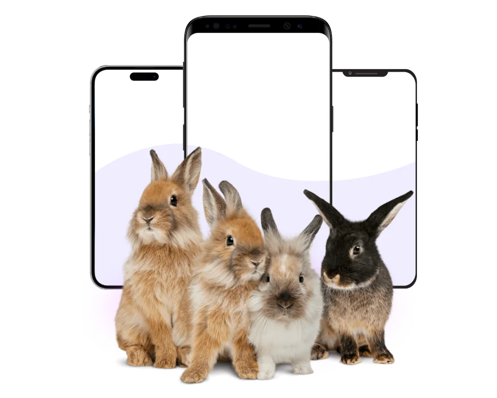 Four bunnies sitting in front of three smartphones.