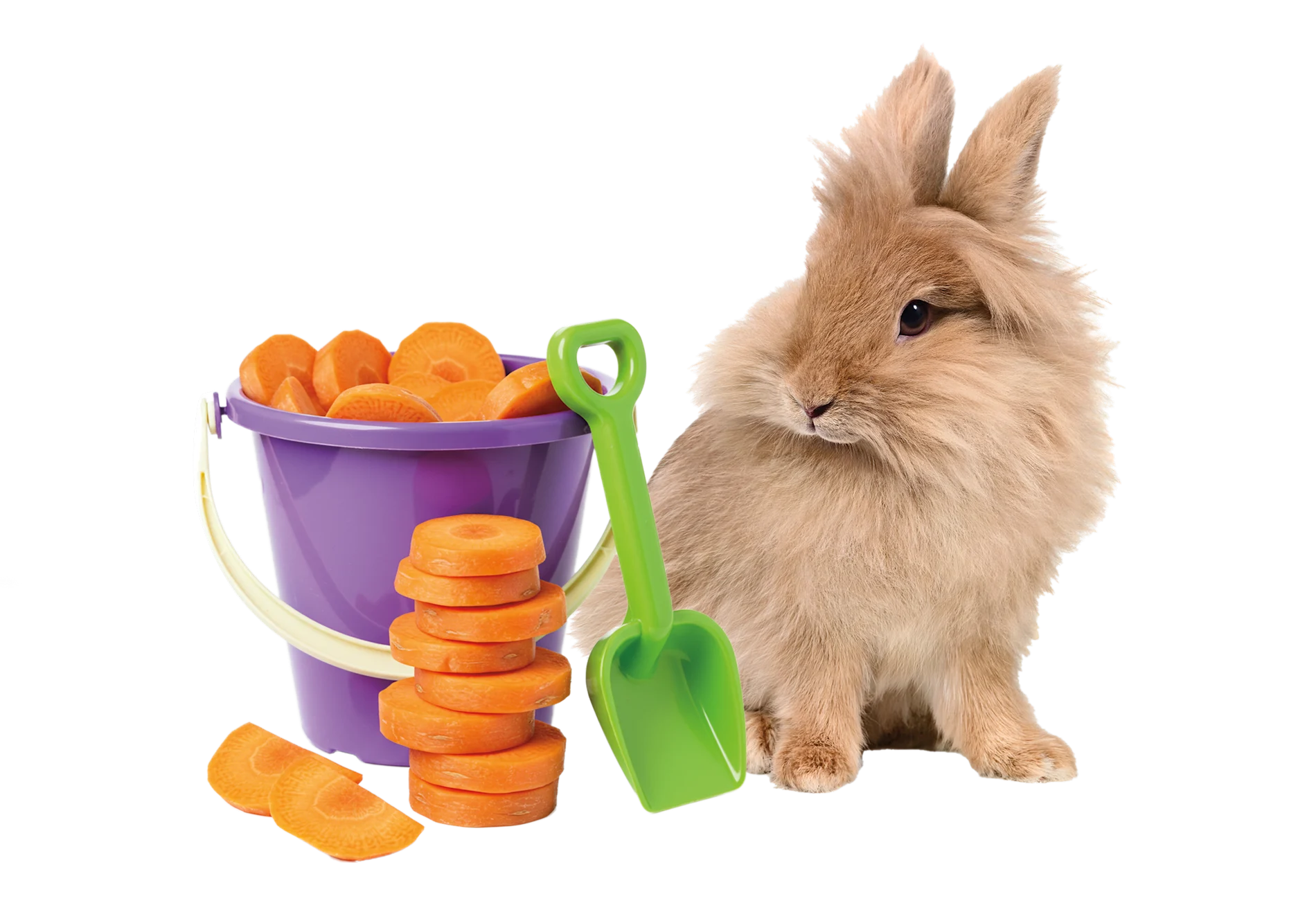Lapins avec des carottes ressemblant à des pièces de monnaie.