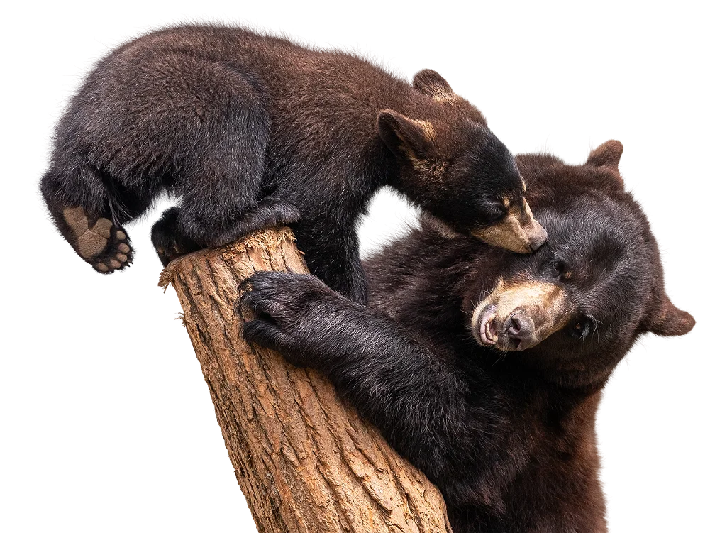 An image featuring a cub kissing her mother bear in the cheek.