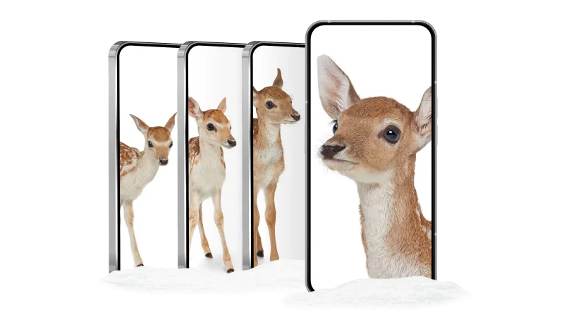 Four smartphones arranged in an overlapping cascade, each displaying images of a deer in different poses.