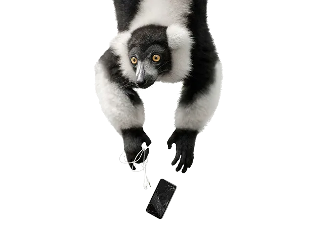 An image of a bunny with a three leaf clover.