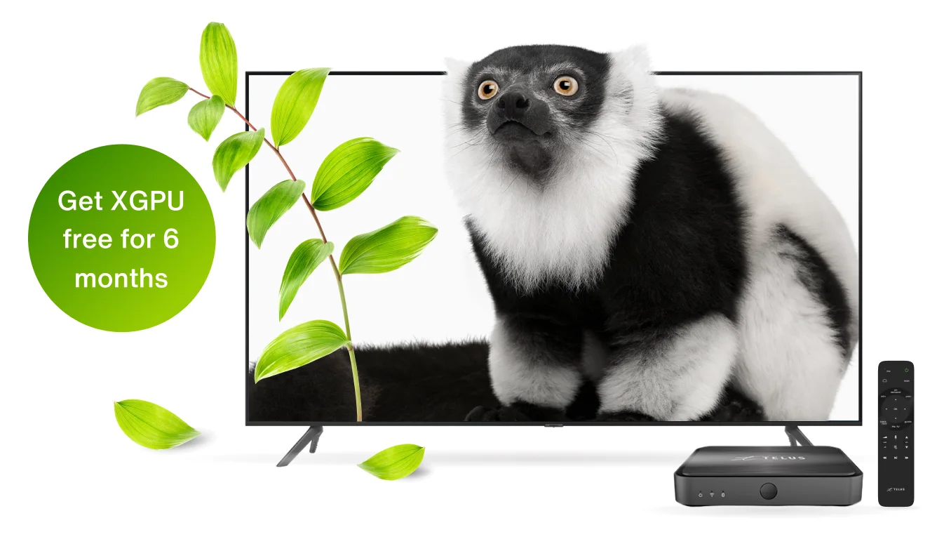 Free 55” Samsung 4K TV with image of a lemur.