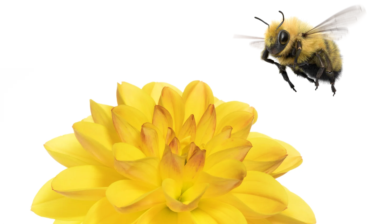 A bee flying above a yellow flower.