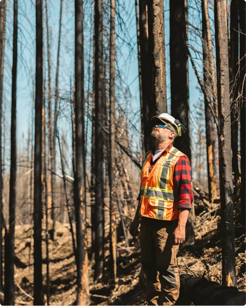 A wildfire fighter standing amid a forest of burnt trees